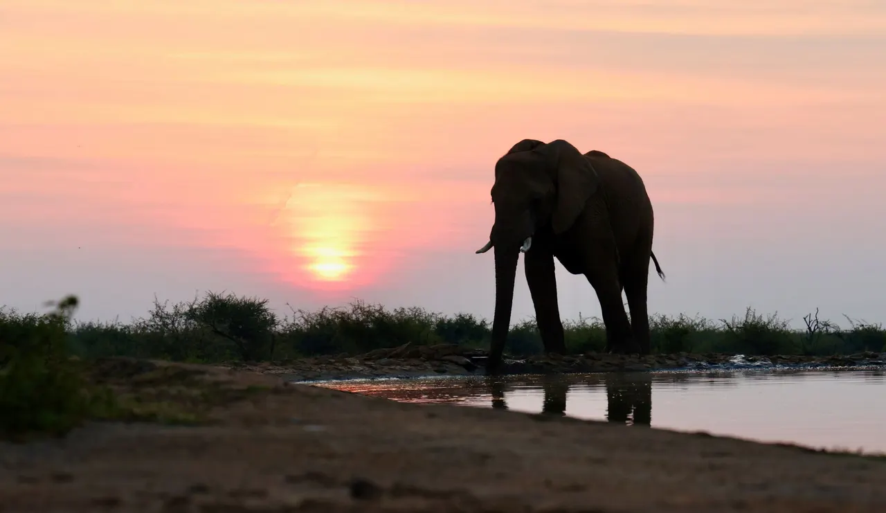 An elephant drinking at a waterhole at sunset.