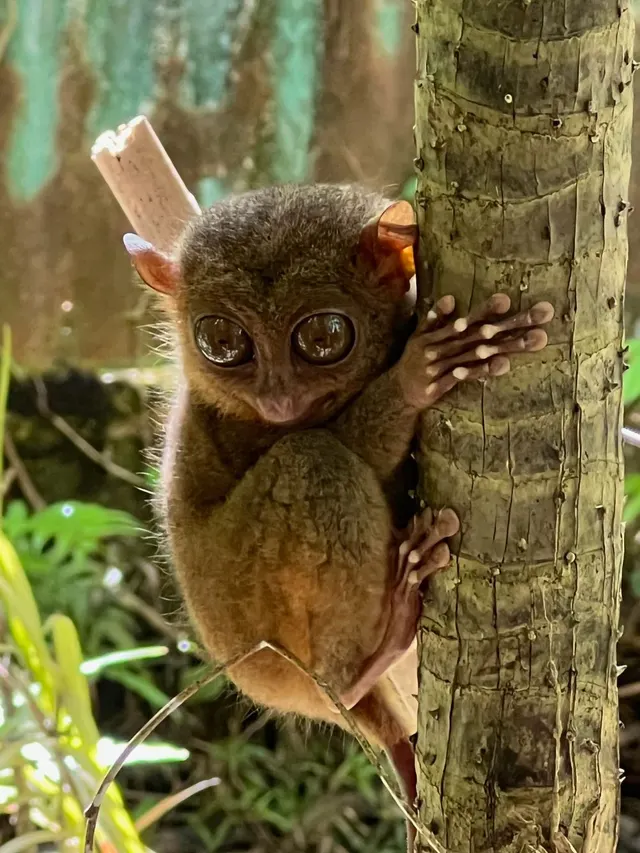 A tarsier clinging to a tree.